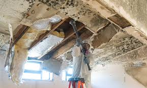 Best Mold Odor Removal Services  in Garden City South, NY